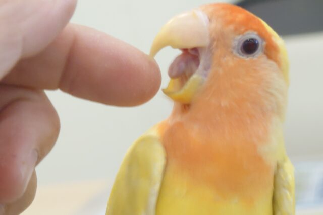 コザクラインコ（小桜インコ）