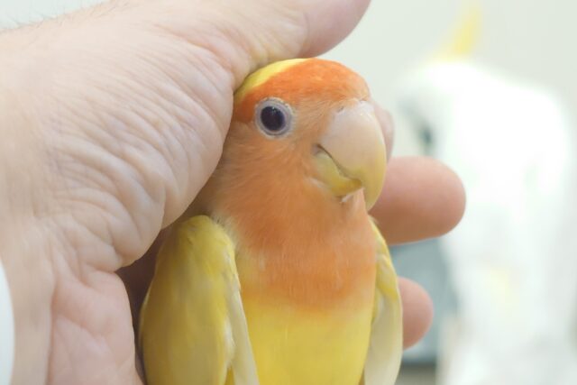 コザクラインコ（小桜インコ）
