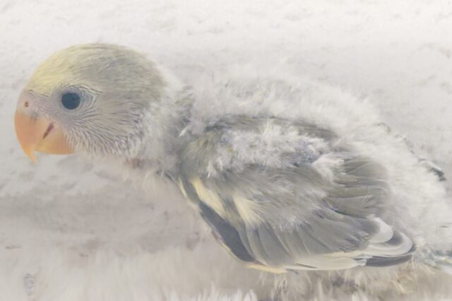 コザクラインコ（小桜インコ）