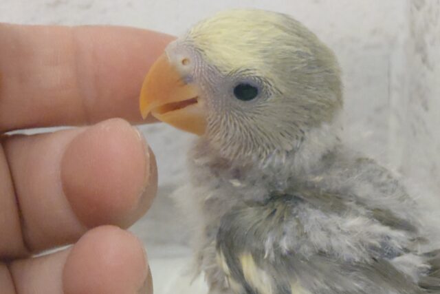 コザクラインコ（小桜インコ）