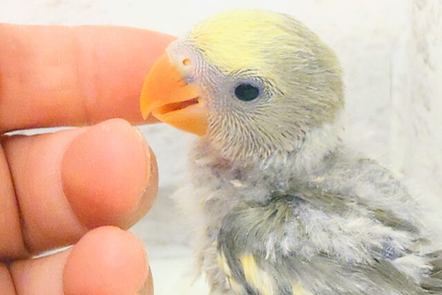 コザクラインコ（小桜インコ）