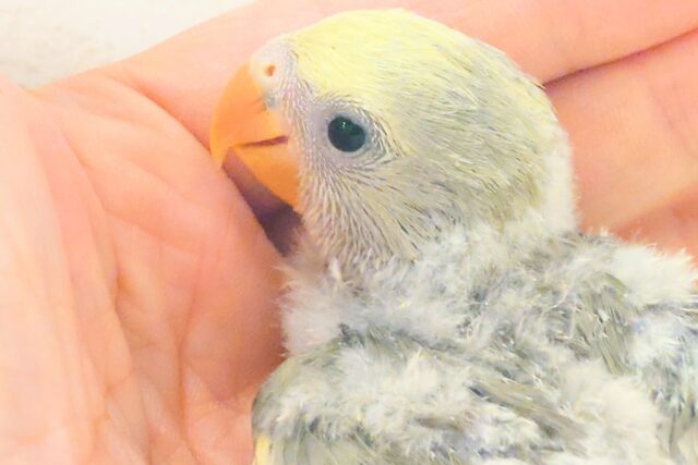 コザクラインコ（小桜インコ）
