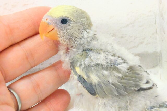 コザクラインコ（小桜インコ）