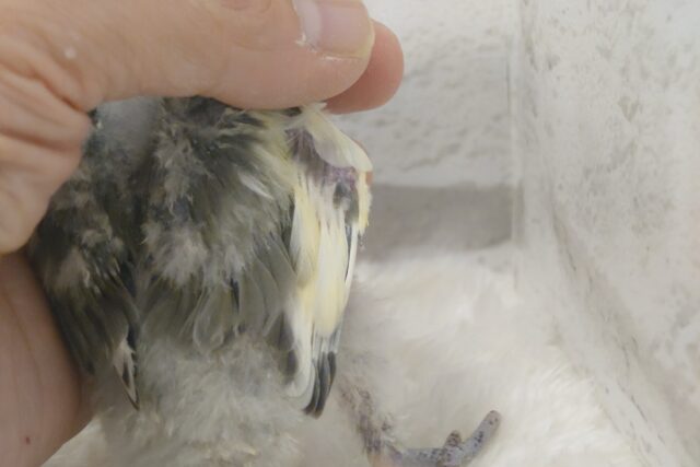 コザクラインコ（小桜インコ）