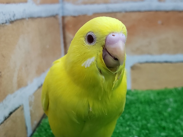 黄色がまぶしい赤目ちゃんセキセイインコ