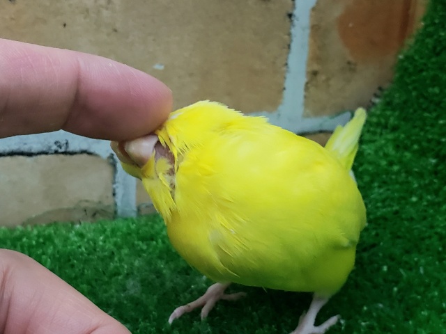 セキセイインコ