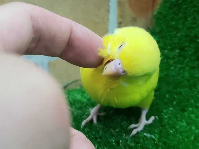 セキセイインコ