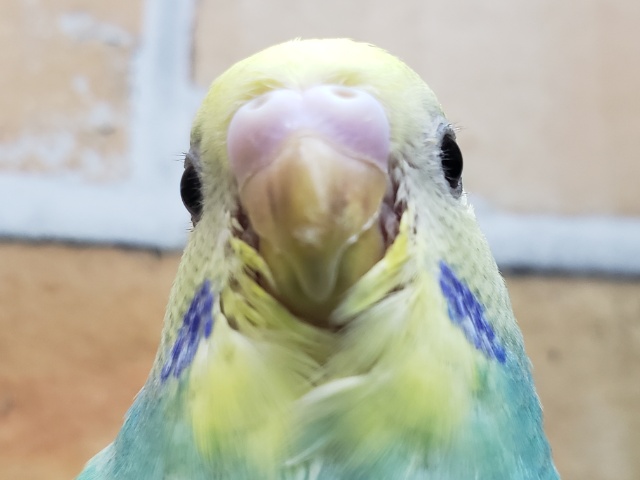 エメラルドグリーンのパステルレインボー🏳️‍🌈