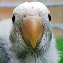 ブルーチェリーパイドの小桜インコ来ました❗