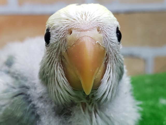 ブルーチェリーパイドの小桜インコ来ました❗