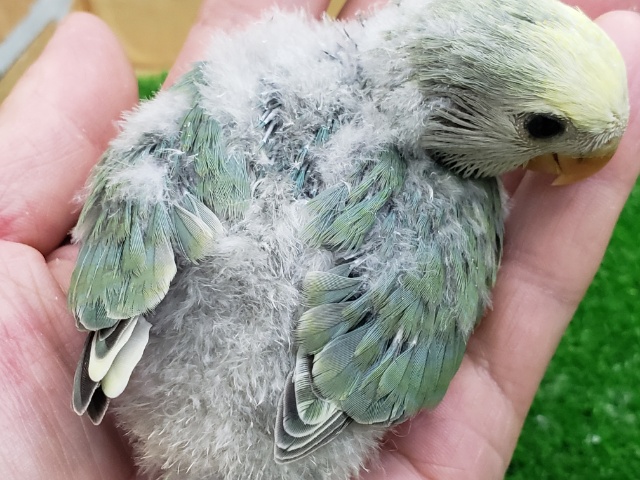 コザクラインコ（小桜インコ）