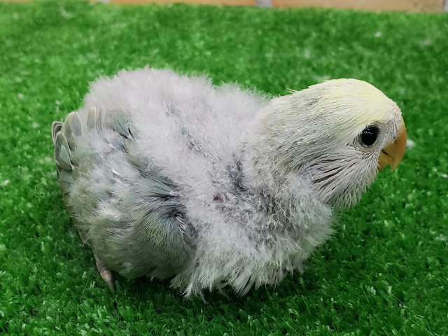 コザクラインコ（小桜インコ）