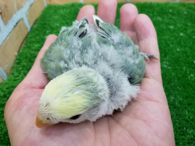 コザクラインコ（小桜インコ）