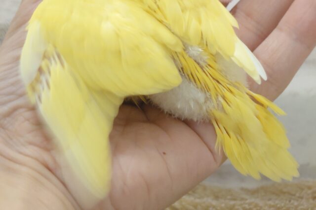 セキセイインコ