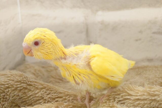 セキセイインコ