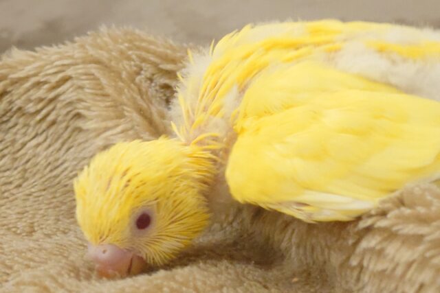 セキセイインコ