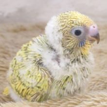 わた毛のコートが似合うヤツぅ～～　セキセイインコ　スパングル～～