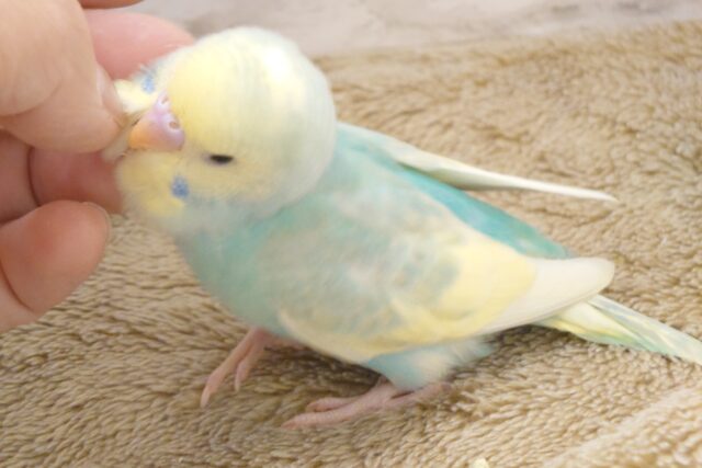 セキセイインコ