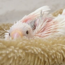 味わってください☆彡　文鳥どりる～～　白文鳥～～