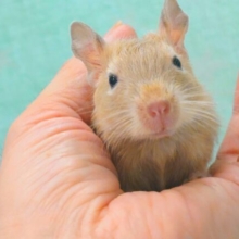 【動画更新🪄】お聴かせしましょう。。　呼びなきソング♪　デグー　サンド〜〜