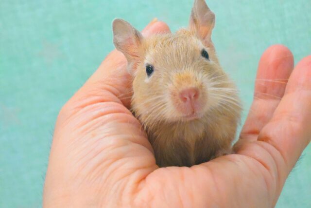 【動画更新🪄】お聴かせしましょう。。　呼びなきソング♪　デグー　サンド〜〜