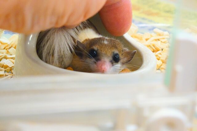 アフリカヤマネ