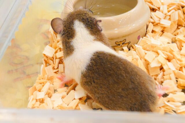 アフリカヤマネ