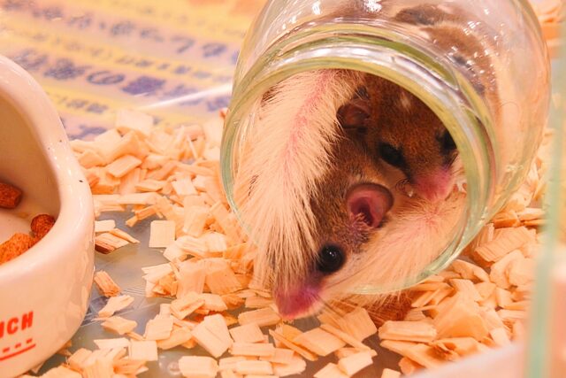 最新画像になります☆　むちむち仲良しコビト～♫　ﾚｱ☆☆☆　アフリカヤマネ　パイド