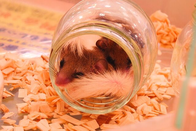 アフリカヤマネ