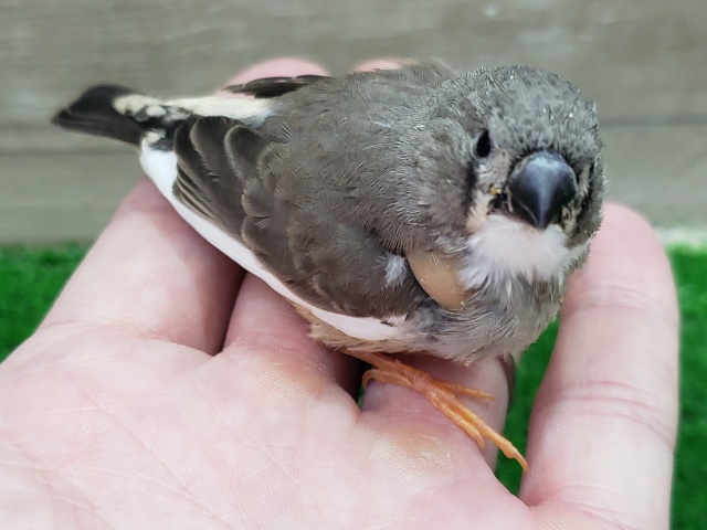 錦花鳥（キンカチョウ）
