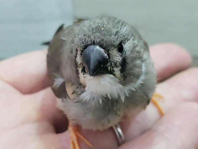 なかなかレアカラーキンカチョウパイド入荷