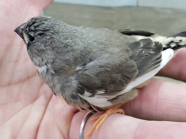 錦花鳥（キンカチョウ）