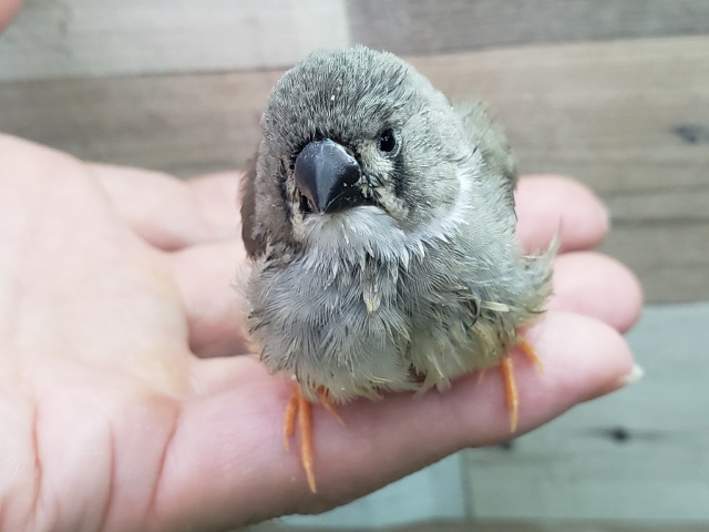 錦花鳥（キンカチョウ）