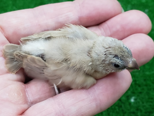 錦花鳥（キンカチョウ）