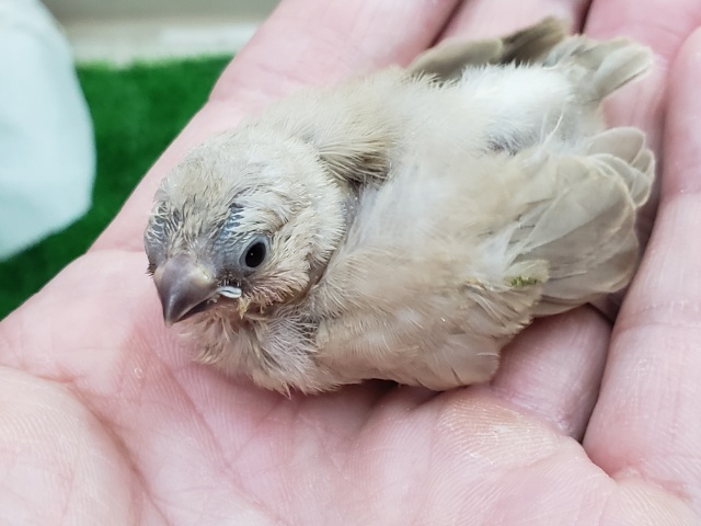 錦花鳥（キンカチョウ）