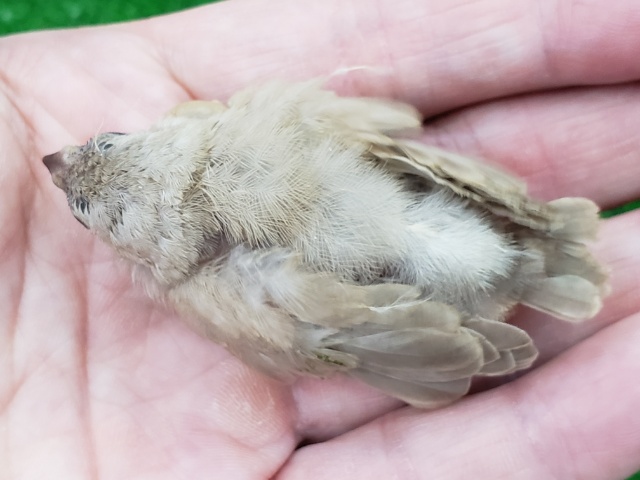 錦花鳥（キンカチョウ）