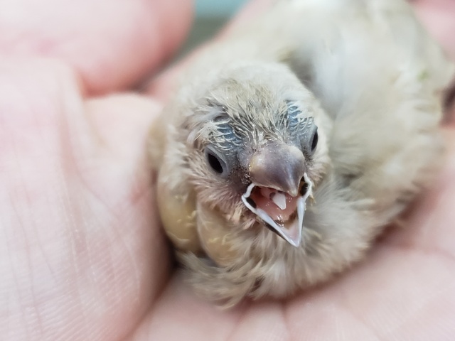カフェオレカラーのキンカチョウ入荷です
