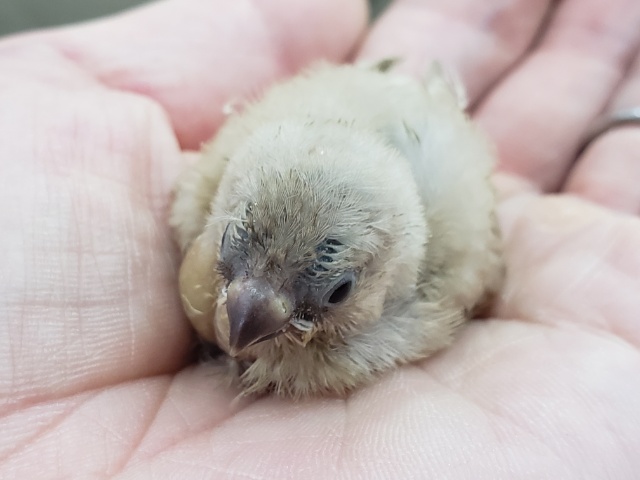 錦花鳥（キンカチョウ）