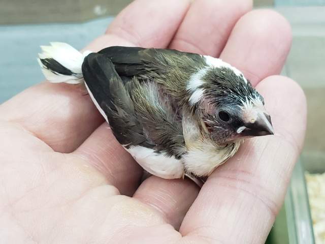 十姉妹（ジュウシマツ）