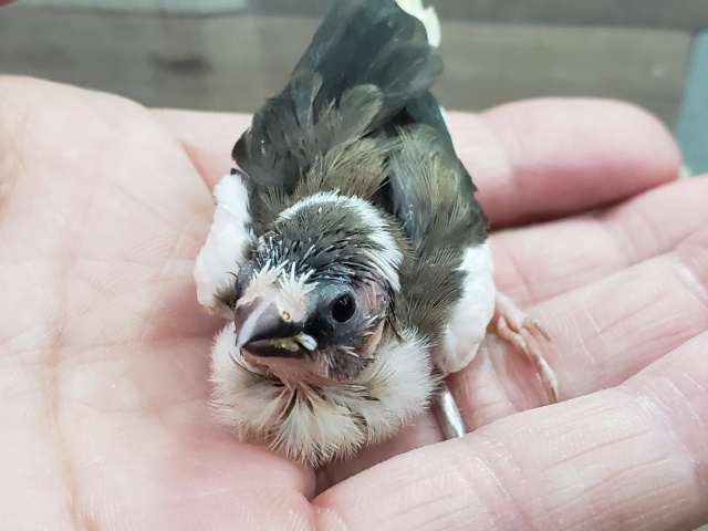 十姉妹（ジュウシマツ）