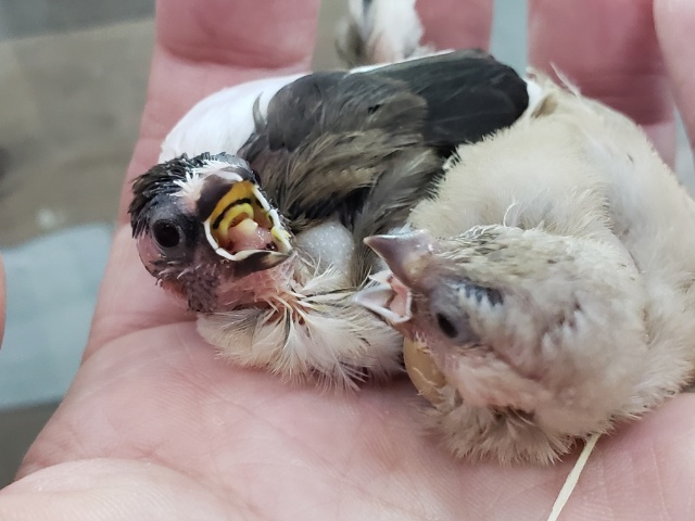 十姉妹（ジュウシマツ）