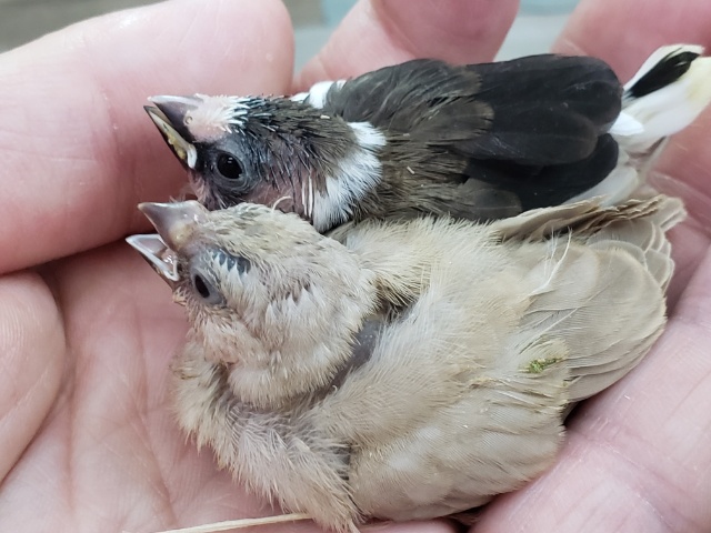 錦花鳥（キンカチョウ）