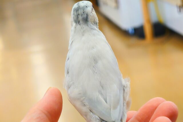 シルバー文鳥