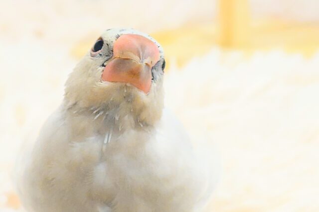 最新画像になります☆　どもっ♪遊んでいきませんか？？。。。🧚シルバー文鳥