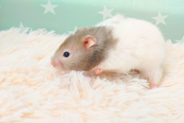 大きくなるのが楽しみっ セーブルハムスター〜〜 ゴールデンハムスター