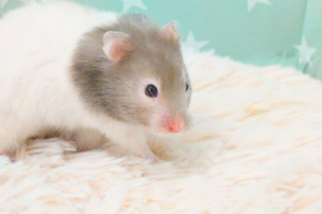 大きくなるのが楽しみっ セーブルハムスター〜〜 ゴールデンハムスター