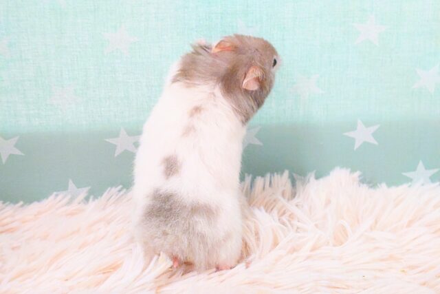 大きくなるのが楽しみっ セーブルハムスター〜〜 ゴールデンハムスター