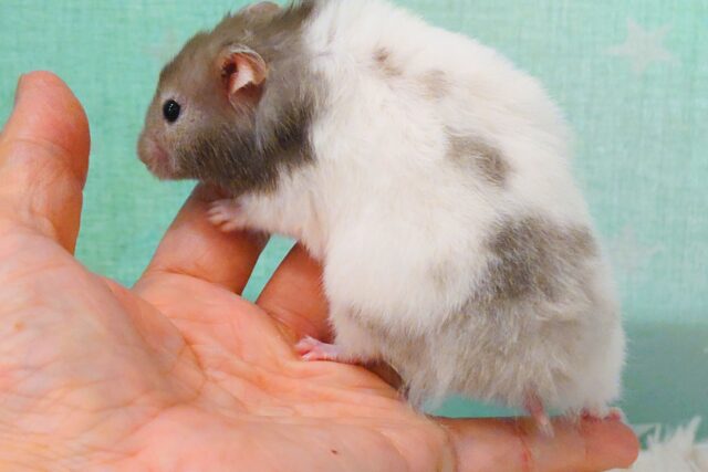 大きくなるのが楽しみっ セーブルハムスター〜〜 ゴールデンハムスター