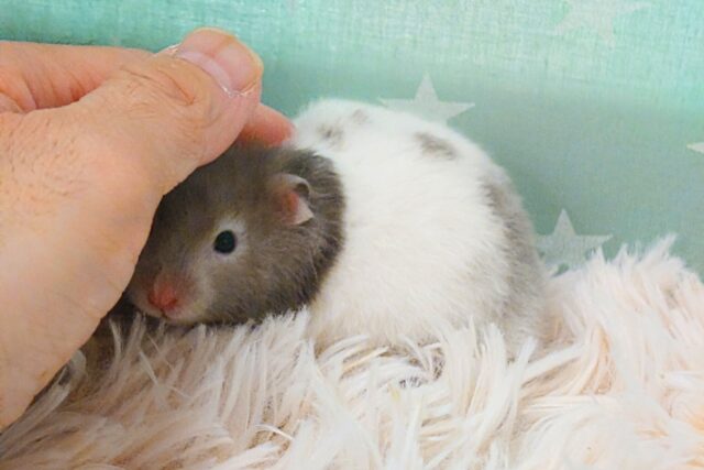 大きくなるのが楽しみっ セーブルハムスター〜〜 ゴールデンハムスター