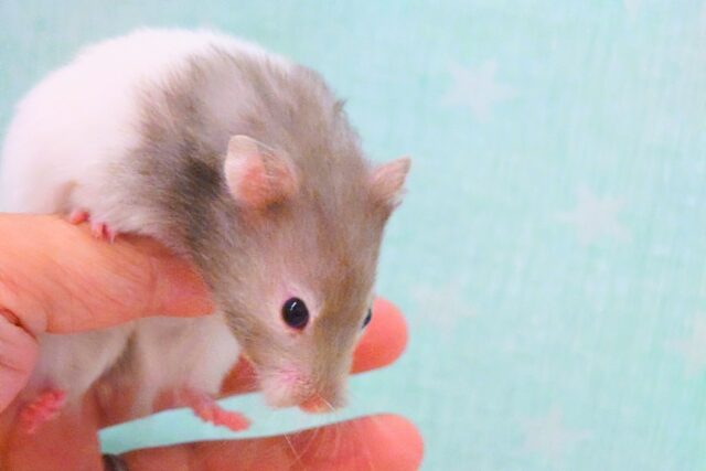 大きくなるのが楽しみっ セーブルハムスター〜〜 ゴールデンハムスター